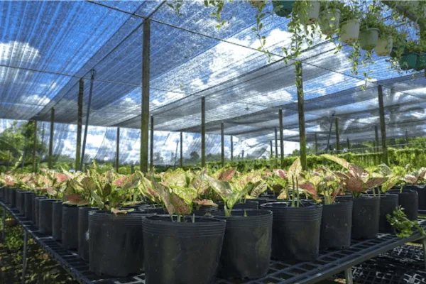 Lắp lưới che nắng cho cây trồng