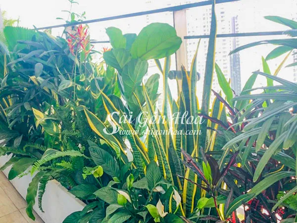 Lưỡi hổ trồng ban công