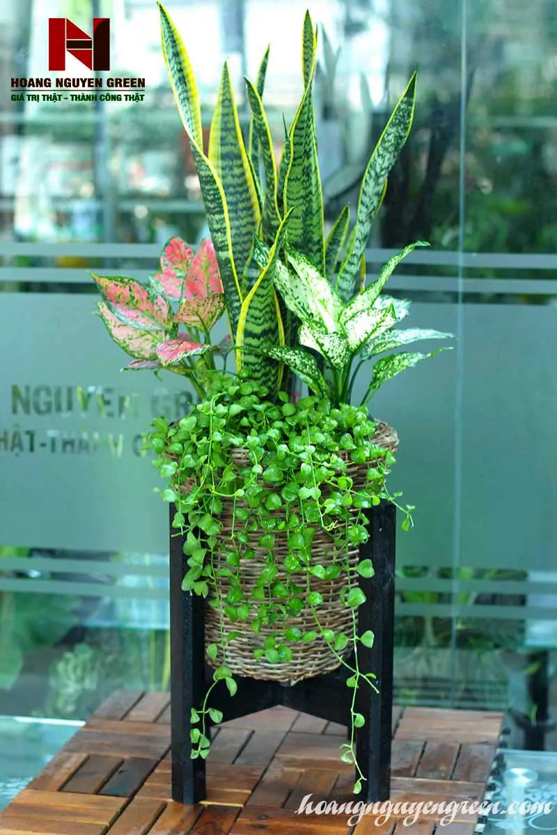 Chậu cây Lưỡi Hổ giúp làm ăn phát đạt