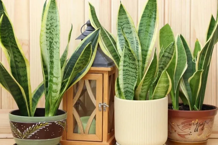 Cây Lưỡi Hổ trong phòng tắm