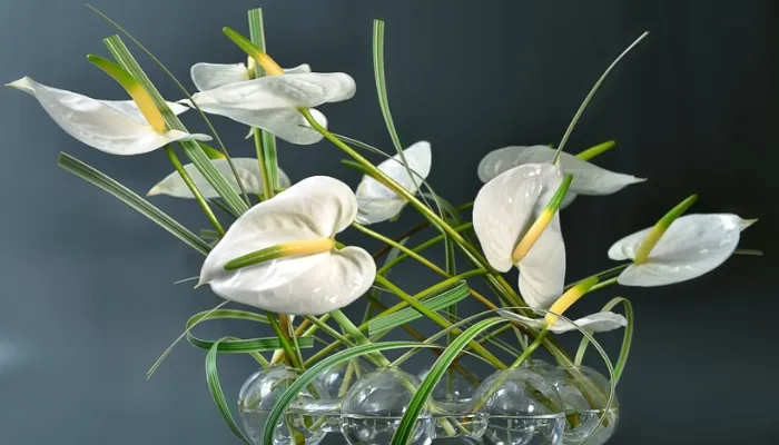 Lưu ý quan trọng khi chăm sóc hồng môn trong nhà