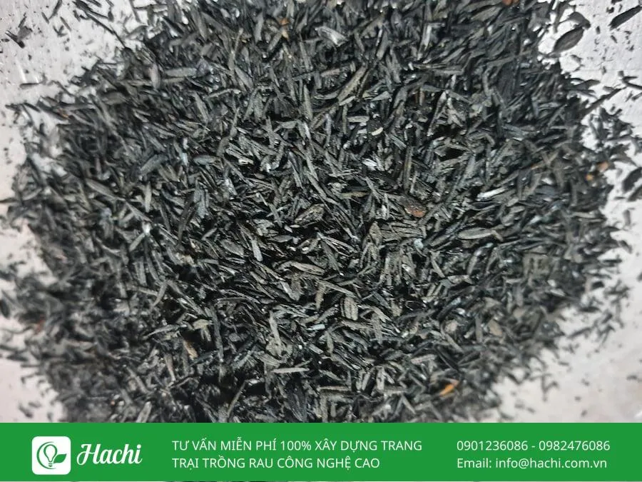 Ưu tiên chọn trấu sạch, không lẫn tạp chất: đảm bảo giá thể sau hun không chứa bụi tro độc hại