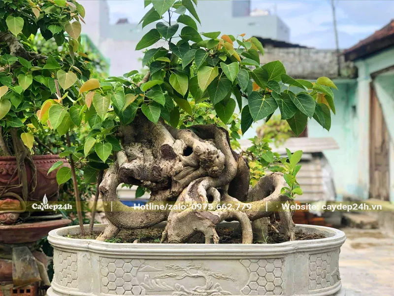 Cây bồ đề bonsai trồng chậu để trước nhà tiết kiệm diện tích
