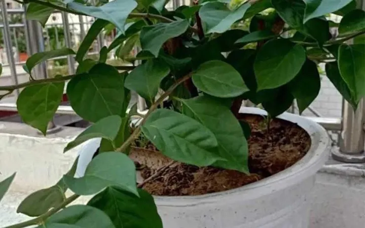 Nếu trồng trong điều kiện thiếu ánh nắng, cây hoa giấy sẽ khó trổ hoa