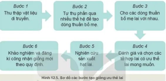 Sơ đồ lai khác dòng tạo ưu thế lai