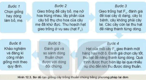 Phương pháp chọn lọc hỗn hợp trong tạo giống cây trồng