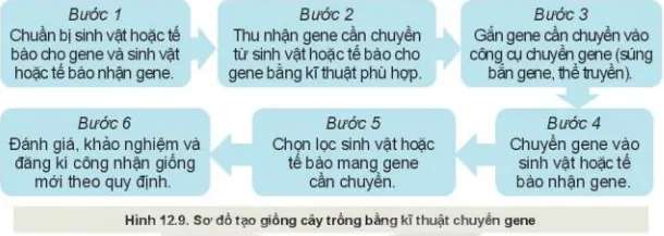 Quy trình chuyển gene tạo cây trồng biến đổi gen