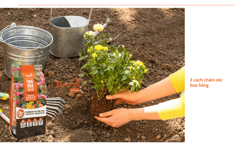 3-cach-cham-soc-hoa-hong