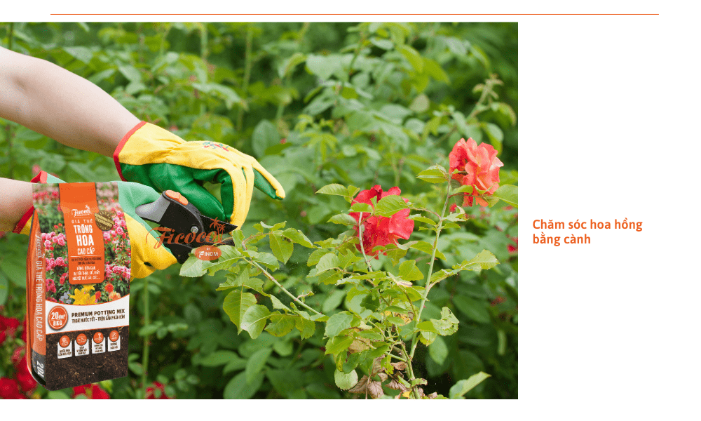 cach-cham-soc-hoa-hong-bang-canh