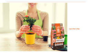 Mách bạn 3 cách trồng hoa hồng đơn giản, nhanh ra hoa