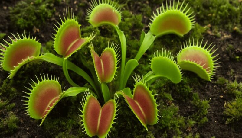 Cây Dừa Cảnh Trồng Trong Nhà: Bí Quyết Mang Thiên Nhiên Xanh Mát Vào Không Gian Sống