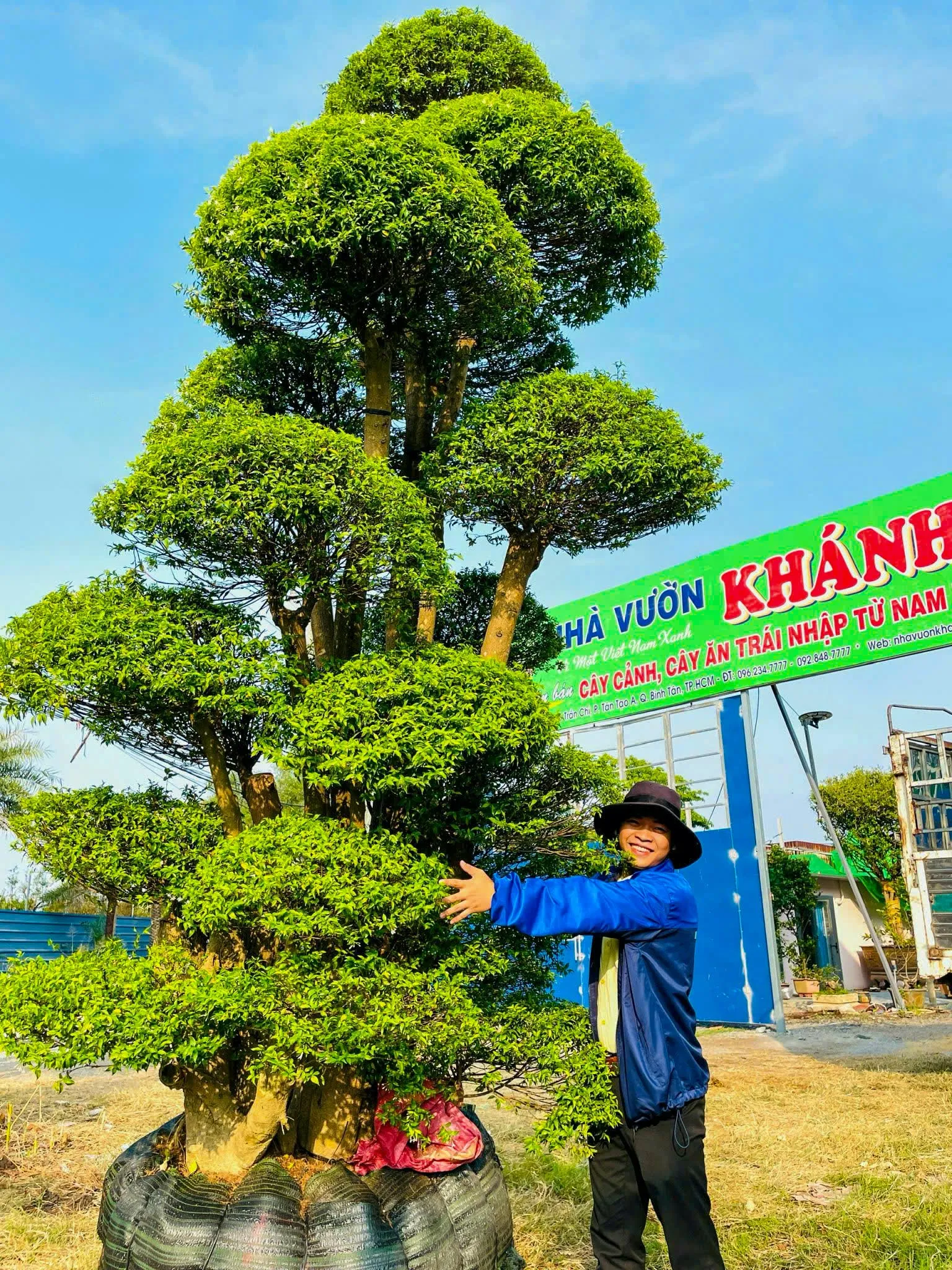 Cận cảnh tán lá Mai Chiếu Thủy được uốn nắn tỉ mỉ