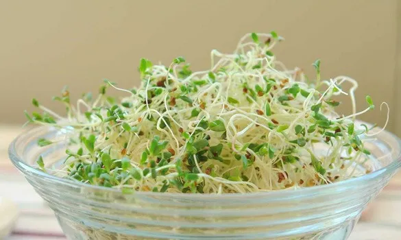 Trồng rau mầm bông cải xanh