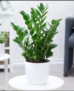 Mạng Hỏa Trồng Cây Gì Hợp? Bí Quyết Thu Hút Tài Lộc và May Mắn