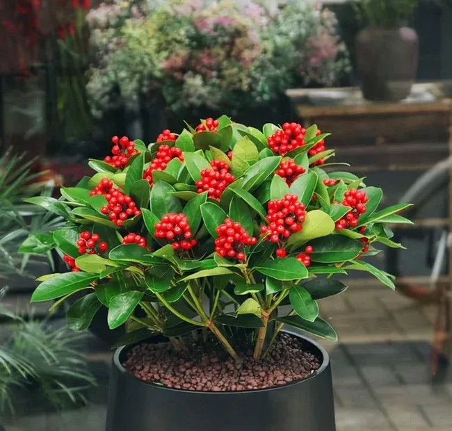 Chậu mắt ngọc sang trọng