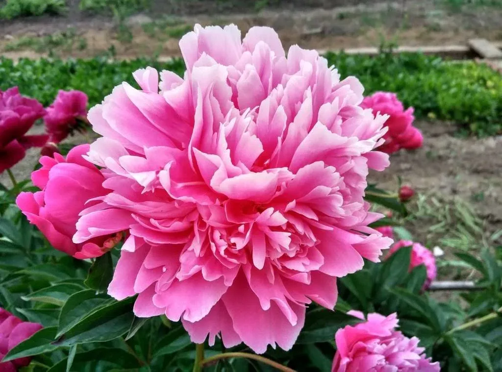 Ảnh minh họa Inf.news