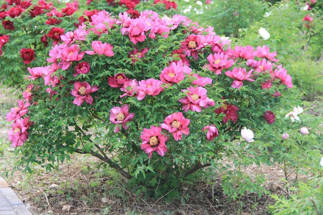 Cây cảnh này thực sự rất dễ chăm sóc.