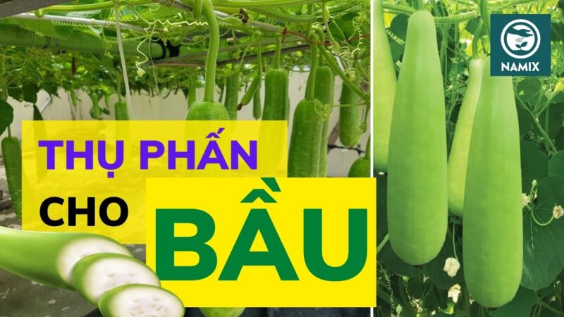 Hướng Dẫn Chi Tiết Cách Trồng Cây Dây Leo Trong Chậu Cho Ban Công và Sân Thượng