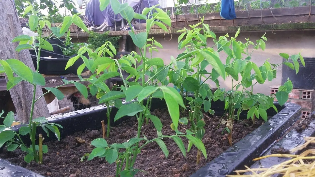 Cây rau ngót dễ dàng nhân giống bằng phương pháp giâm cành vào mùa hè