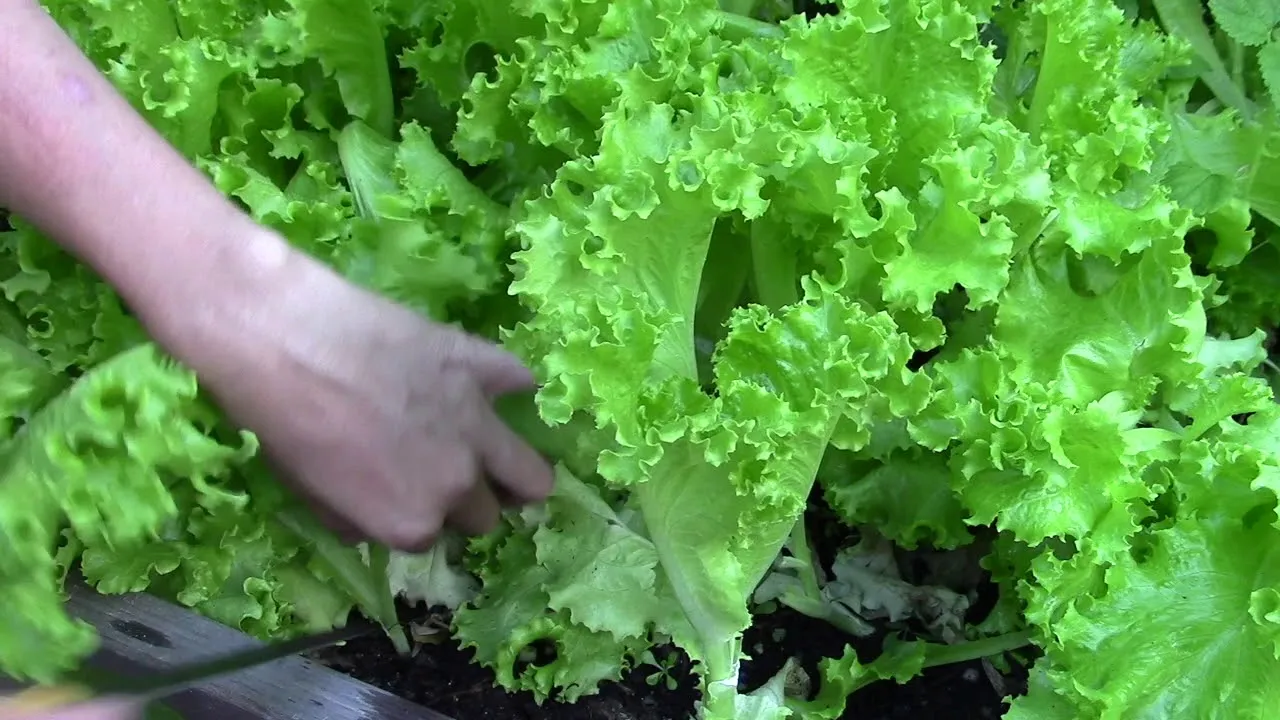 Xà lách trồng bằng xơ dừa và phân hữu cơ cho vị ngọt thanh tự nhiên