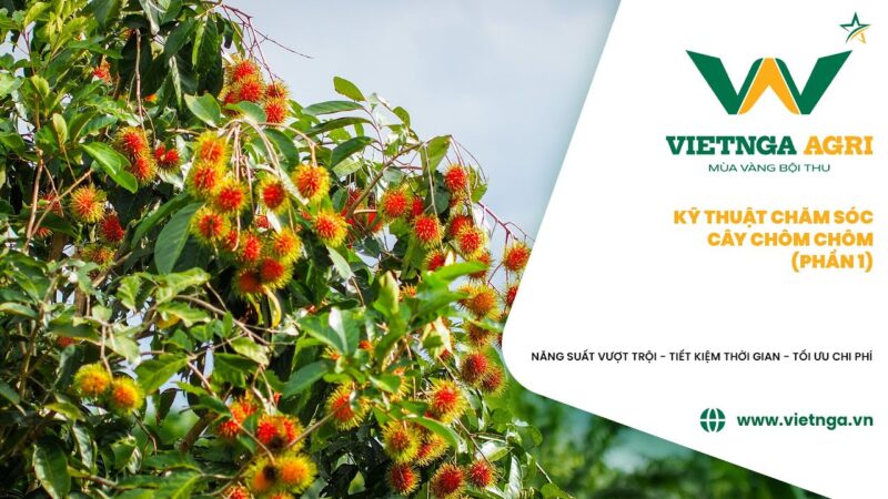 Kỹ Thuật Trồng Cây Chôm Chôm Cho Năng Suất Vượt Trội