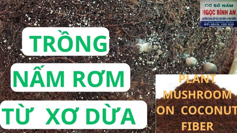 Xơ Dừa Trồng Cây Có Tốt Không? Hướng Dẫn Chi Tiết Từ A-Z