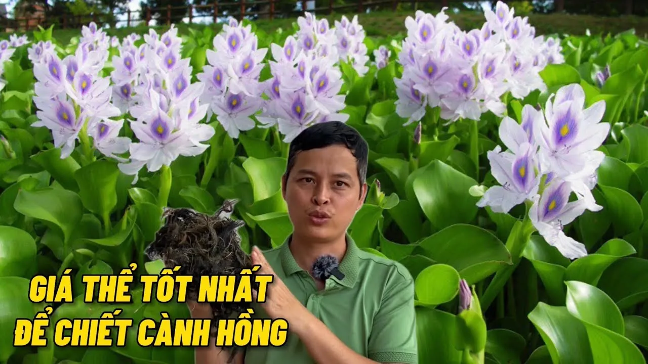 Hướng dẫn chi tiết cách chuẩn bị giá thể để chiết cành hoa hồng hiệu quả