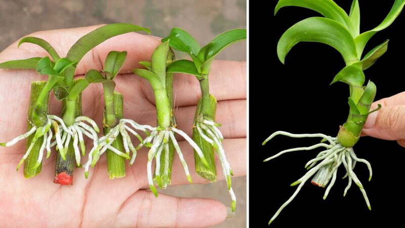 Hướng Dẫn Chi Tiết Cách Trồng Cây Xanh: Từ A-Z Cho Không Gian Sống