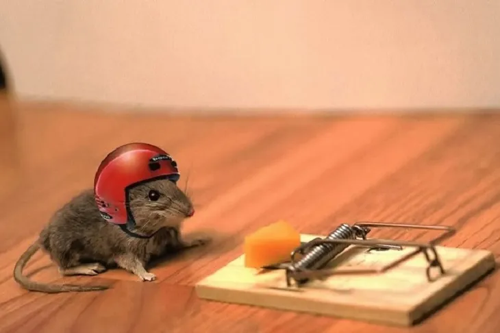 Máy đuổi chuột sóng âm có hiệu quả không?