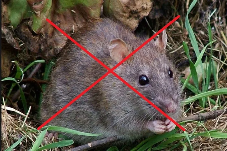 Chuột to không đuổi được