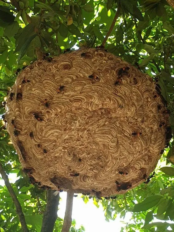 Bạn nên tránh xa nơi côn trùng làm tổ để tránh bị đốt