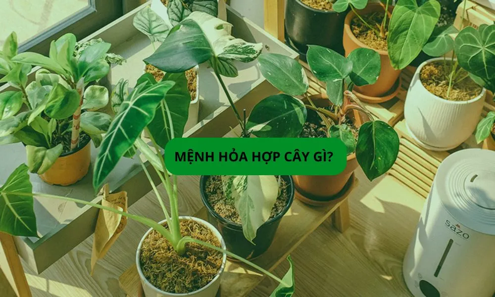 Người mệnh Hỏa mang năng lượng của lửa và cần cây xanh để cân bằng