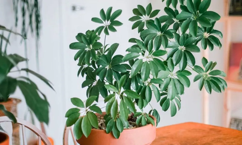 Ngũ Gia Bì vừa đuổi muỗi vừa mang lại sự bình an cho gia đình