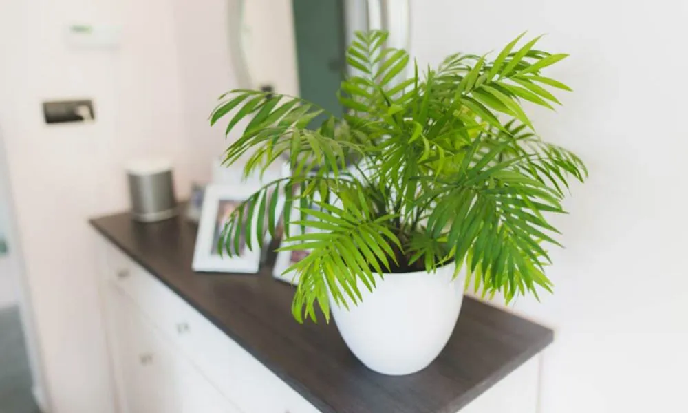 Cau Tiểu Trâm giúp thanh lọc không khí và xua tan vận xui