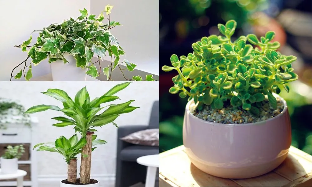 Tránh trồng cây hành Thủy để bảo vệ nguồn năng lượng may mắn