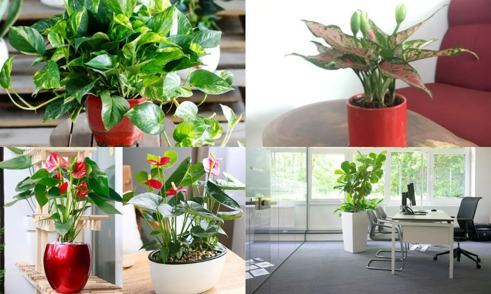 Đặt cây đúng vị trí và chăm sóc đúng cách giúp vượng khí bền lâu