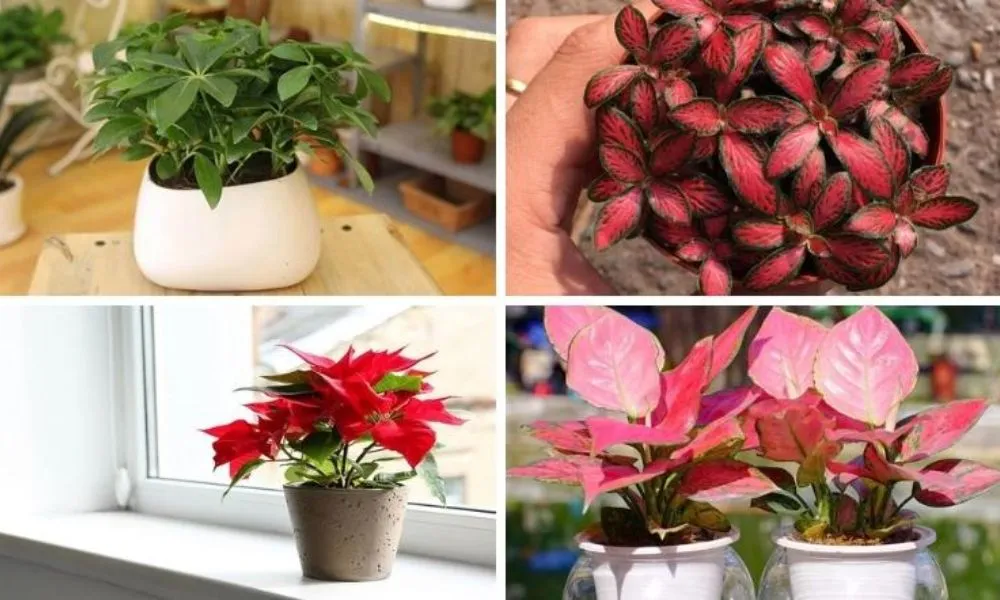 Lựa chọn màu sắc cây phù hợp giúp người mệnh Hỏa thăng tiến sự nghiệp