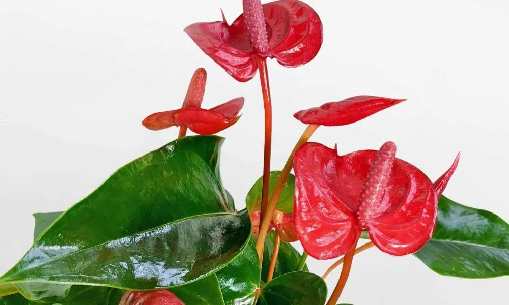 Cây Hồng Môn mang sắc đỏ đặc trưng rất hợp với người mệnh Hỏa