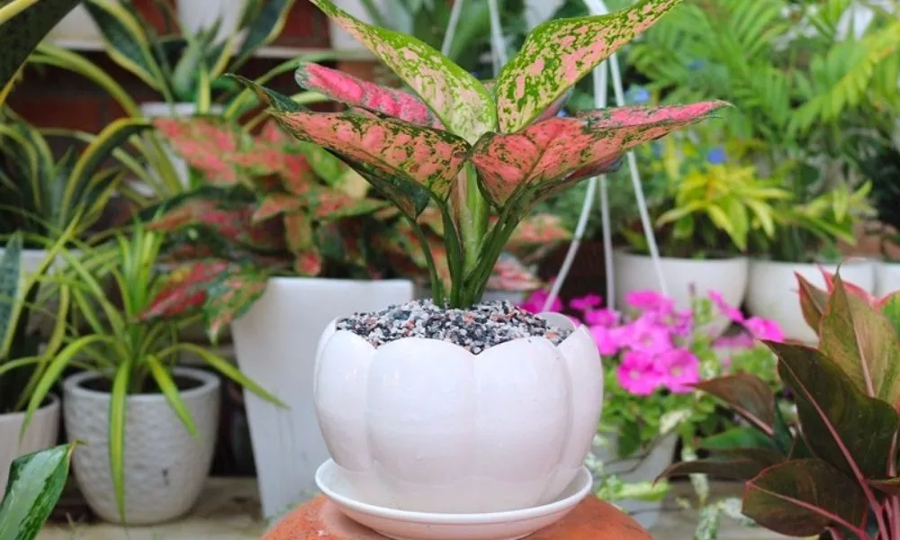 Cây Vạn Lộc giúp không gian thêm sinh động và thu hút tiền tài