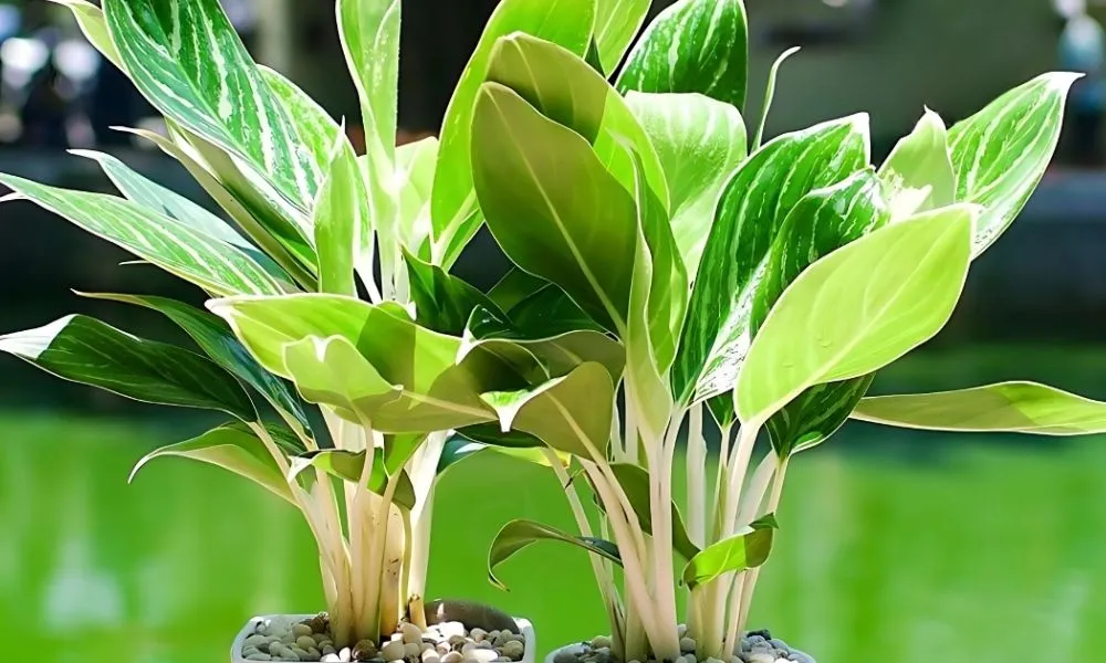 Bạch Mã Hoàng Tử mang lại sự thuận lợi và thăng tiến cho gia chủ