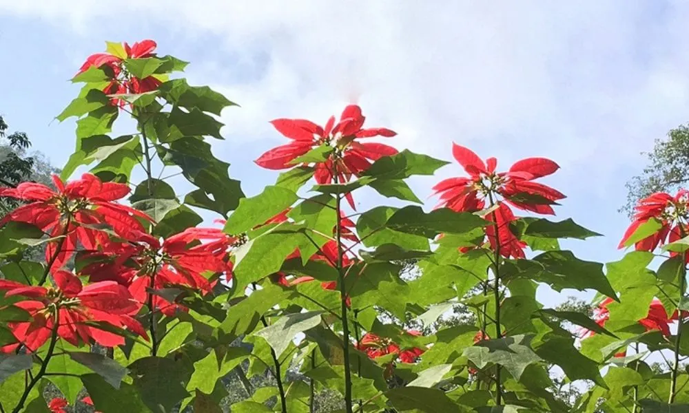 Cây Trạng Nguyên là biểu tượng của sự thành đạt và đỗ đạt trong thi cử