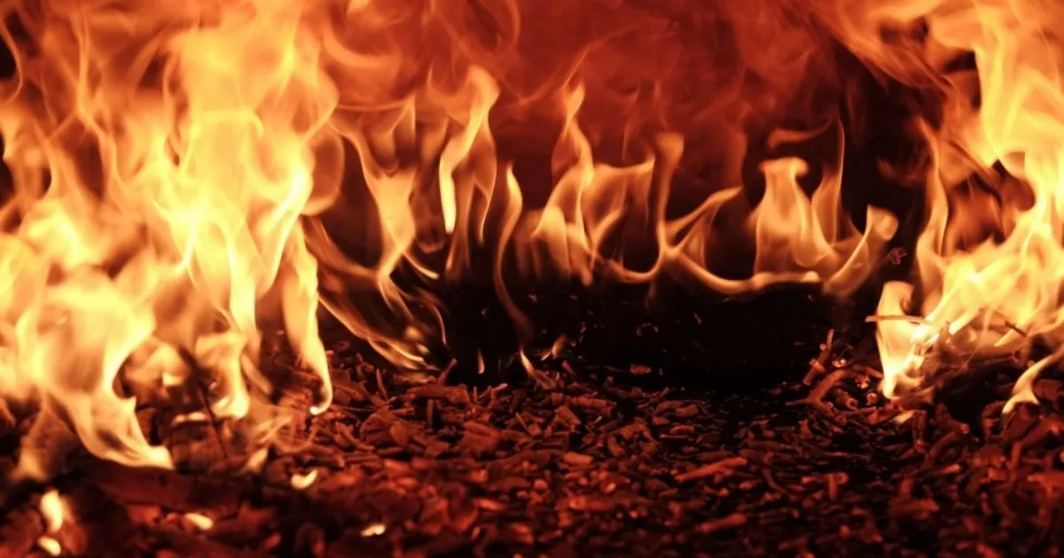 Người mệnh Thủy nên chọn cây có màu sắc tương sinh từ hành Kim để tăng vượng khí