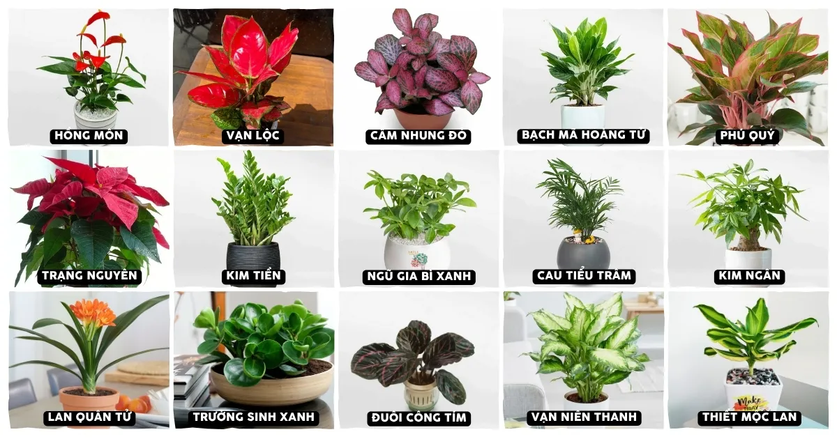 Vạn Niên Thanh mang lại không gian xanh mát và sự bình an cho gia chủ mệnh Thủy