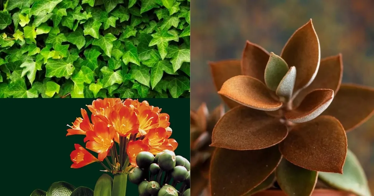 Chọn đúng loại cây giúp người mệnh Thủy gặp nhiều thuận lợi và bình an trong cuộc sống