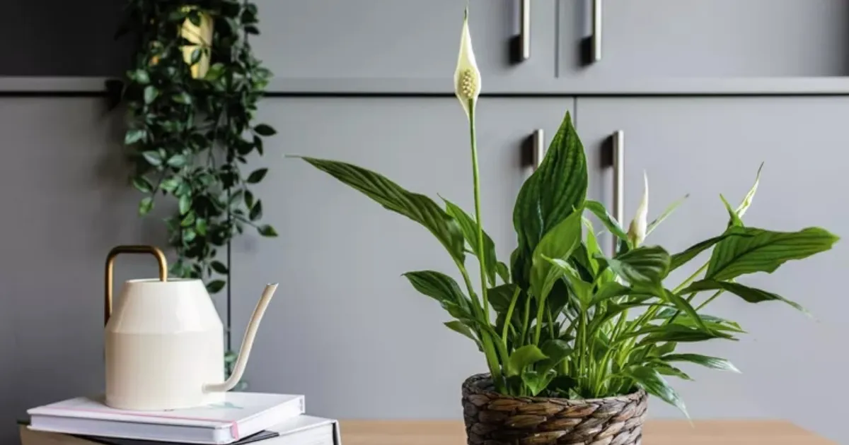 Bố trí cây xanh ở vị trí hợp lý giúp năng lượng phong thủy luân chuyển tốt hơn