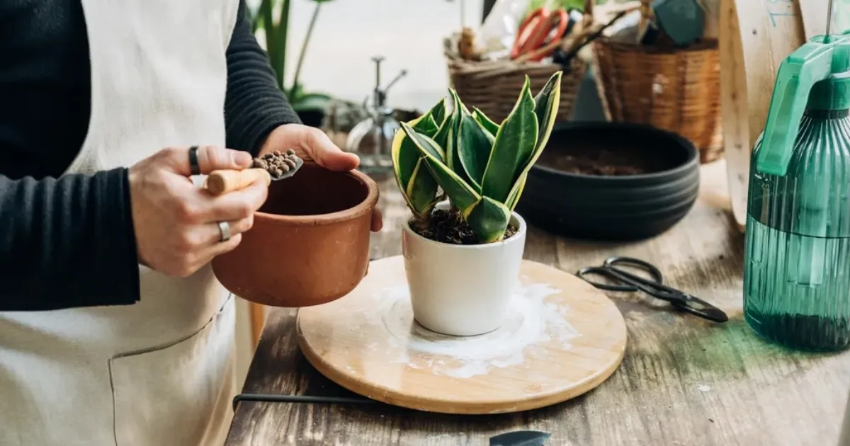 Chăm sóc đúng kỹ thuật giúp cây luôn khỏe mạnh và giữ được vẻ đẹp thẩm mỹ