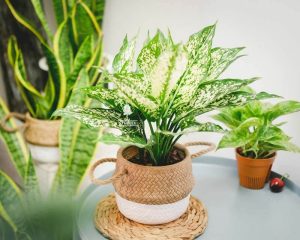 Mệnh Kim Nên Trồng Cây Gì: Bí Quyết Thu Hút Tài Lộc, May Mắn Viên Mãn