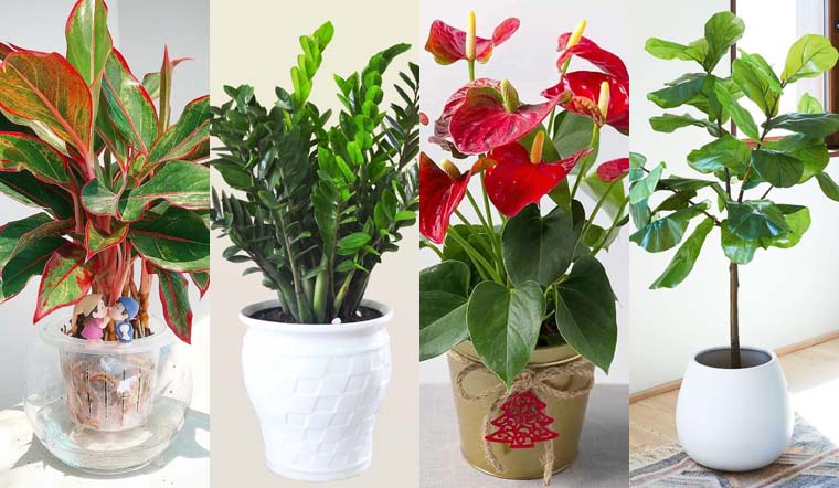 Mệnh Mộc Trồng Cây Gì Hợp Phong Thủy Để Mang Lại Tài Lộc, May Mắn