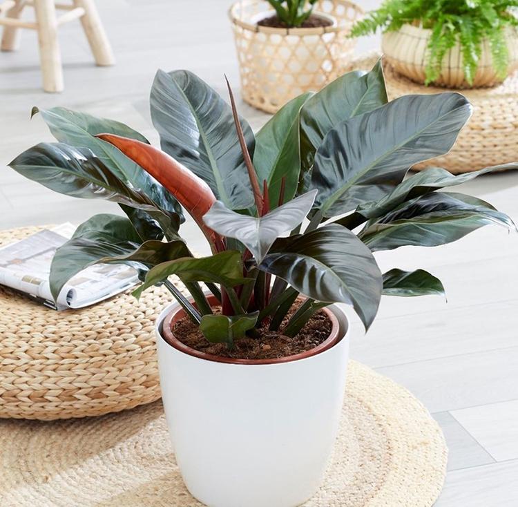 Mệnh Thổ Nên Trồng Cây Gì Trước Nhà Để Gia Đạo Hưng Thịnh, Tài Lộc Vượng Phát?