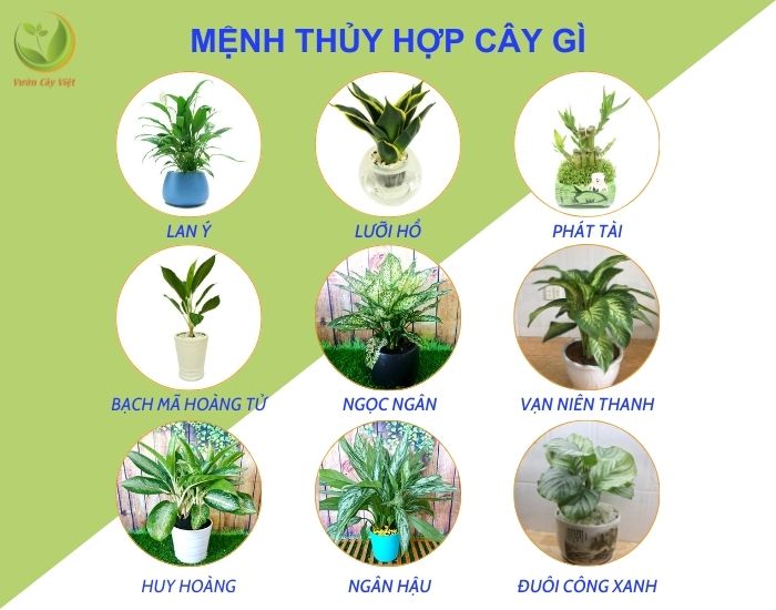 Mệnh Hỏa Trồng Cây Gì Hợp Phong Thủy, Thu Hút Tài Lộc Và May Mắn